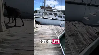 #fyp #pets #doberman #boat