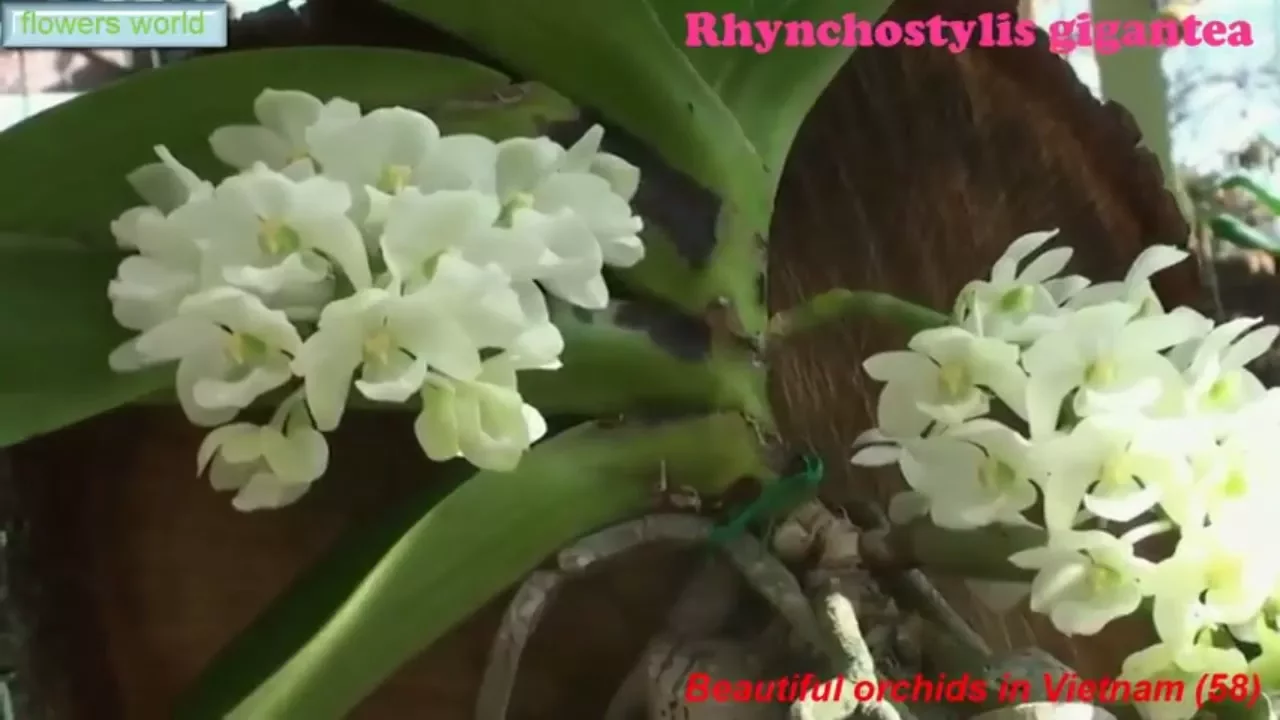BEAUTIFUL ORCHIDS IN VIETNAM (58) RHYNCHOSTYLIS GIGANTEA, VANDA