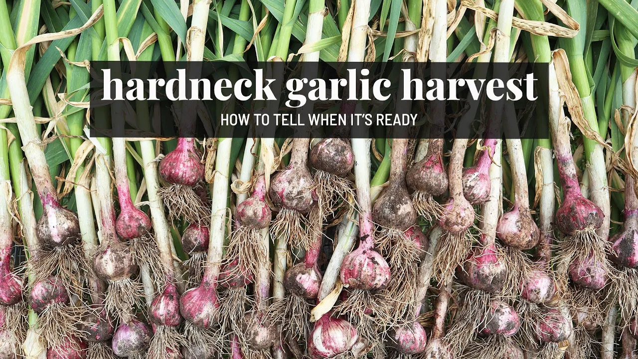 HUGE hardneck garlic harvest!! 🤩 & how to know when it's ready | GroundedHavenHomestead