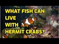 What Fish Can Live With Hermit Crabs
