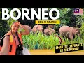 Download Lagu Surviving The AMAZON of Malaysia - Borneo | Solo in Malaysia Ep 12