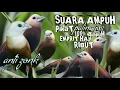 Download Lagu suara pikat burung emprit haji/Bondol haji ribut paling AMPUH | pikat ampuh burung emprit haji 1 jam