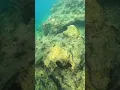 Download Lagu Anthony Quinn Bay offer beautiful underwater world! If you look closely you will see it alive #under