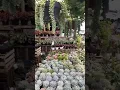 Download Lagu Pasar Bunga Kopeng Jawa Tengah