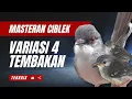 Lagu Masteran Ciblek 4 Variasi Tembakan Terbaik | Masteran Ciblek Kristal | Masteran Ciblek Bren Variasi