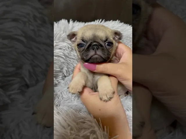動画