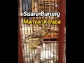 Download Lagu Suara burung manyar kelapa