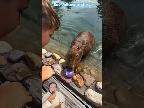Weh kenapa squishy ungu ini di tolak capybara ya😱😍⁉️