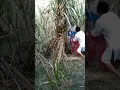 Download Lagu खेत में पकड़ा गया ये 🥕🍌। khet me pakra gaya ye