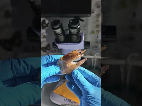 SHRIMP UNDER A MICROSCOPE