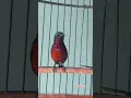 Download Lagu colibri singing #colibrí #colibríes #hummingbirds #sunbird #koningacor #kolibrininjagacor #birds
