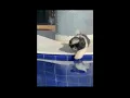 Download Lagu Rendy Da Silva - Salting Ko Paling Manis 😂🏊 🐶