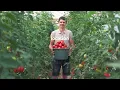 Grow Juicy Tomatoes from Seed to Harvest
