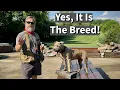 Download Lagu Pit Bull Attacks Baby | Is It The Breed or the Environment?
