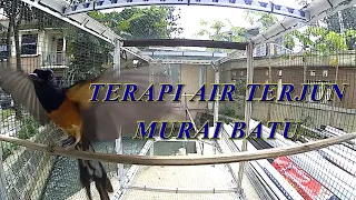 terapi murai batu suara air terjun