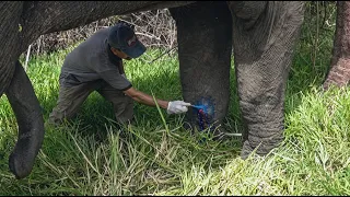 Rescuers Find Young Elephant Shot In The Jungle But Look How They Wake Him Up