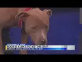 Boop is KLBK s Pet of the Day