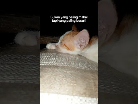 Hanya oyen #cat #kucing #shorts