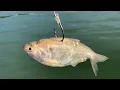 How to Catch Shad and Turn Them Into Catfish
