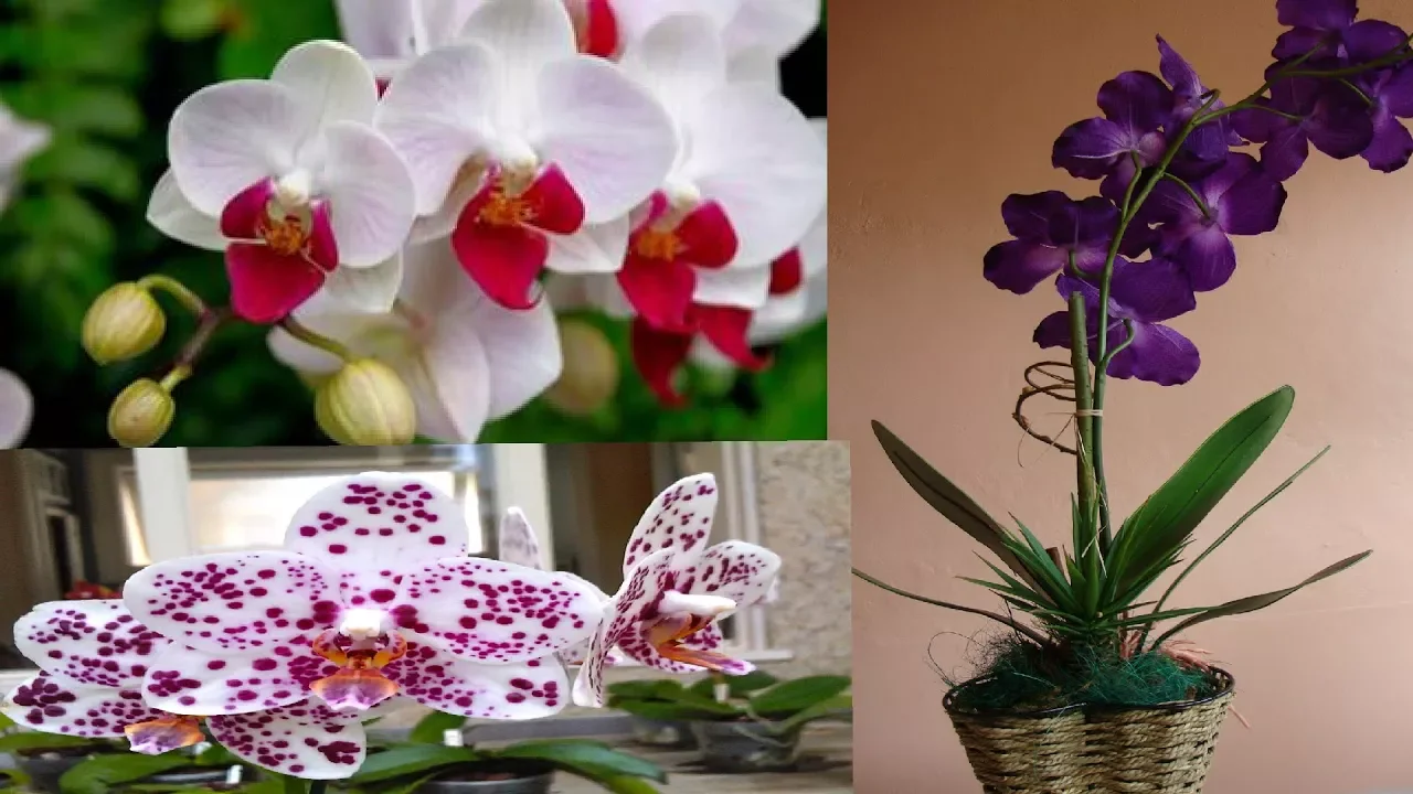 APRENDA A CUIDAR DE ORQUÍDEA PASSO A PASSO COMO PLANTAR ORQUÍDEA