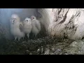 Barn Owl Chicks Growing Up Robert E Fuller