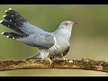 Download Lagu Guguk Kuşu / Cuckoo Bird /Cuculus Canorus