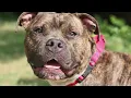 Animals available for adoption at LVHS