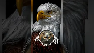 اجمل موسيقى صوت النسر جديد         دندنها