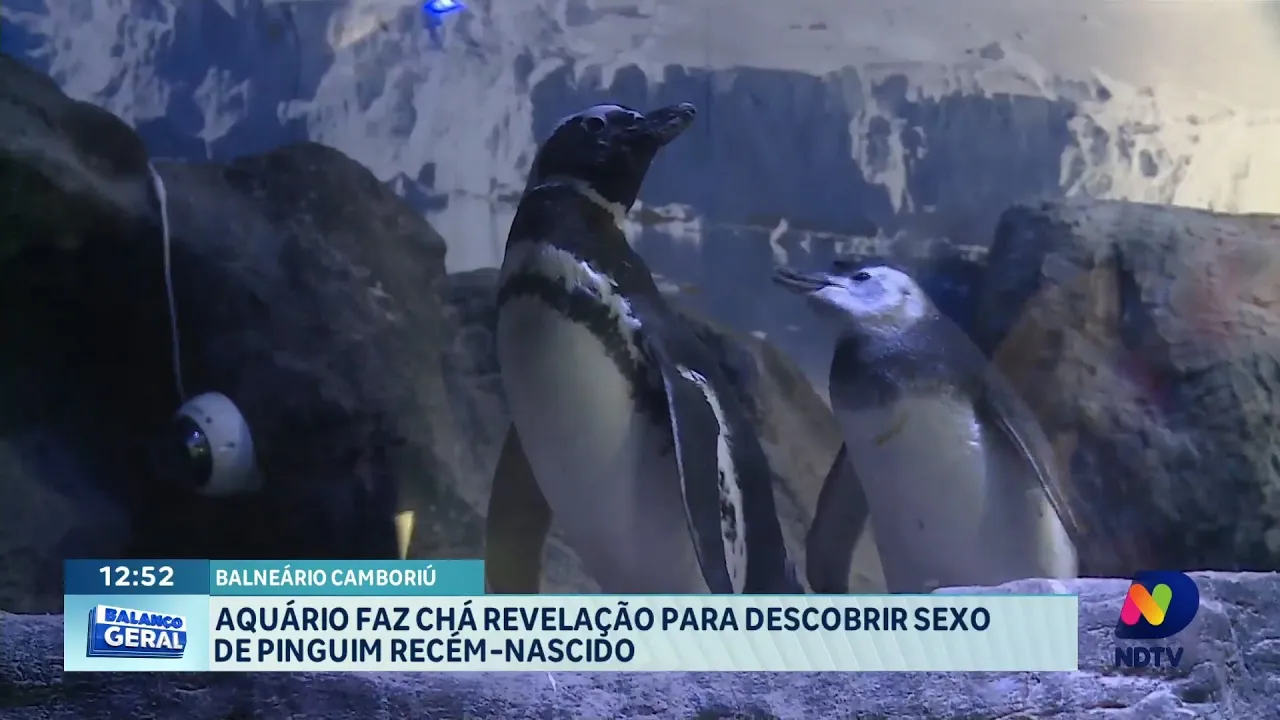 Surpresa no Aquário: Chá Revelação Revela Gênero do Pinguim!