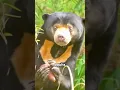 Download Lagu The sun bear is the smallest bear species #foryou #funny #animals #sunbear #cute #shorts