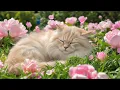 Lagu (Geen advertenties) Kalmerende muziek voor katten 🐾 | Ontspannende muziek voor angstige katten om...
