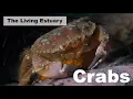 The Living Estuary Crabs