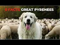 Five Surprising Facts About the Great Pyrenees