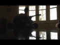 Joyce Manor - Catalina Fight Song (cover)