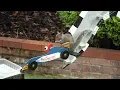 Amazing Squirrel Grand Prix Furmula 1 Obstacle Course