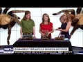 Summer is tarantula season in Texas what to know