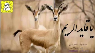 شيله  ياقايد الريم كلمات واداء متعب الخيل دندنها