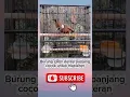 Download Lagu Masteran burung cililin durasi panjang!!! 🔥🔥