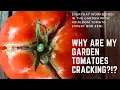 Why are my garden tomatoes splitting and cracking Tomato expert Bob Zeni explains