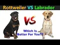 Rottweiler VS Labrador Retriever Which Is Best For You TUC