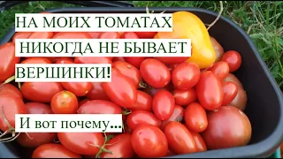 НА МОИХ ТОМАТАХ НИКОГДА НЕ БЫВАЕТ ВЕРШИНКИ. И вот почему...