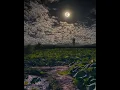 Ye Tune Kya Kiya - Arijit Singh Lofi Version [ Slowed + Reverb ] #lofi #lofimusic