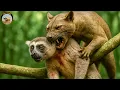 Download Lagu Fossa – El Depredador Misterioso de Madagascar #animalessalvajes | Vida Animal TV