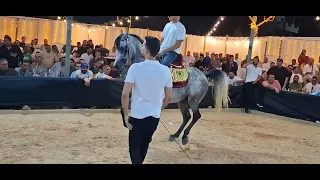 خيل رقص غزال الصغير