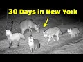 I Left a Trail Camera DEEP in the NY Woods for 30 Days