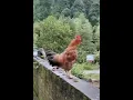 Download Lagu Ayam berkokok