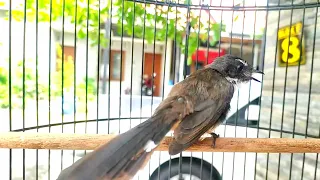 masteran sikatan kipas seperti ini yang banyak dicari