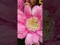 Download Lagu beautiful assorted flowers!
