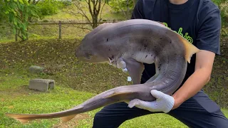 キャンプ場でサメ捌いたら大変なことに.....
