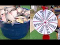 Download Lagu desafio da caixa de agua cheia de peixe com a roleta!